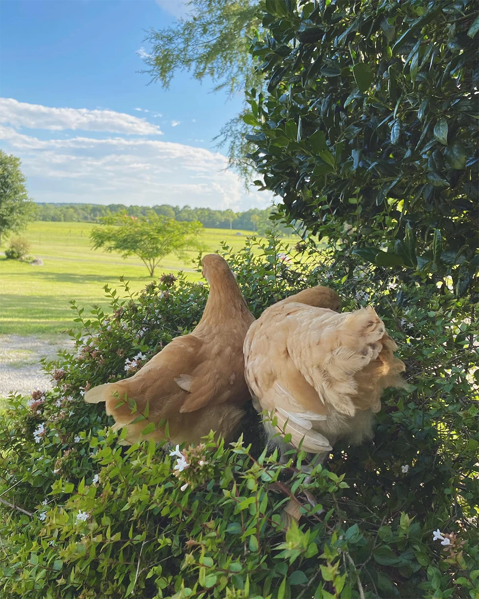 Magnolia Cabin gallery image 11